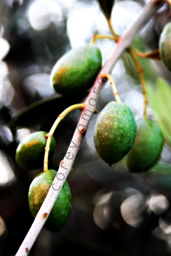 Provencal olive branch