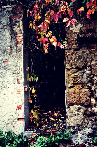 Nature's Stain Glass