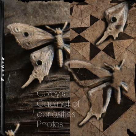 Cabient of curiosities corey amaro