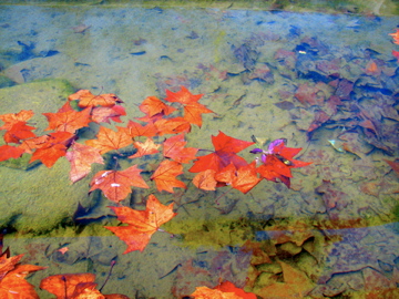 Leaves-on-water