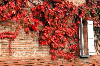 Thanksgiving Leaves on a brick wall