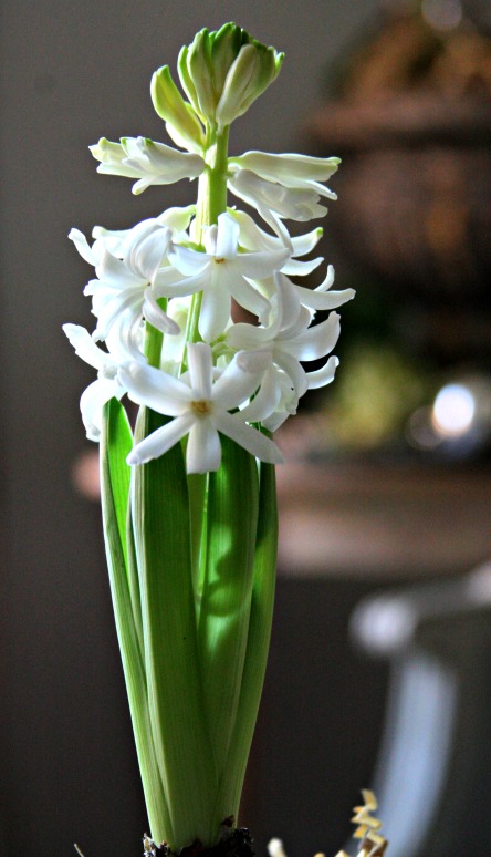 Christmas flower bulb