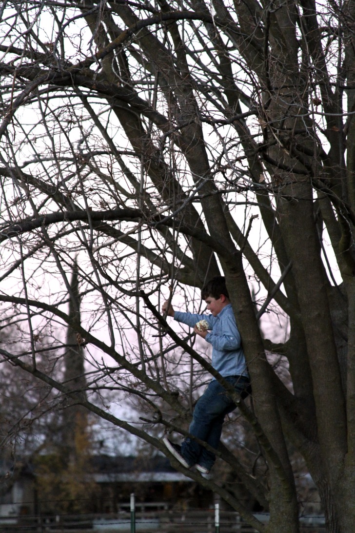 Popcorn ball in a tree