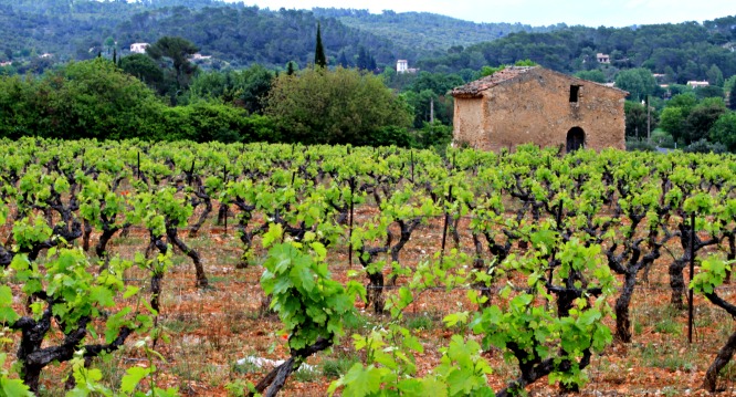 Vineyards in Provence