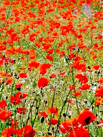 Poppies corey amaro provence