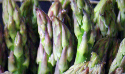 Tips of asparagus Tips of asparagus