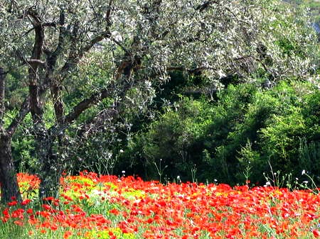 Corey amaro poppies provence