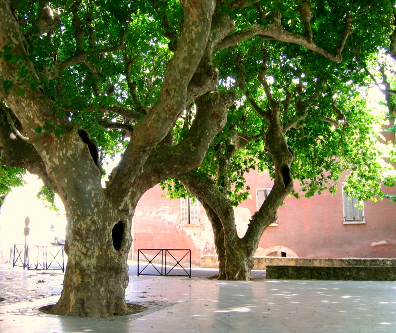 Corey amaro the french muse, provence