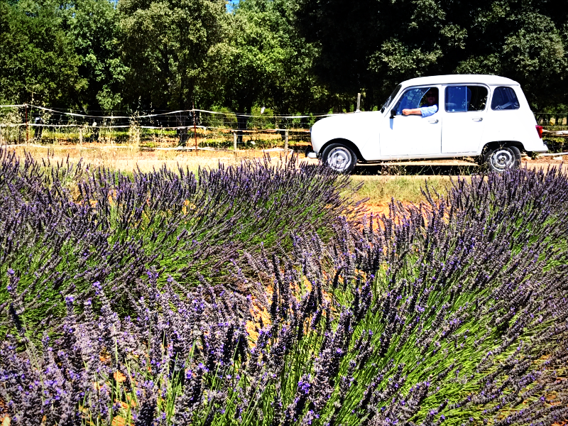 Lavender with Arnelle in Ardeche