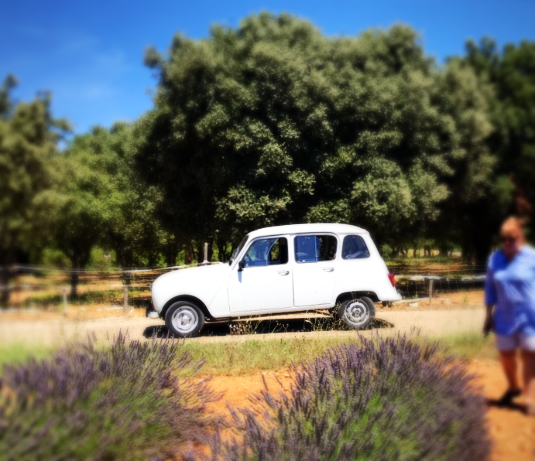 Lavender in Arderche