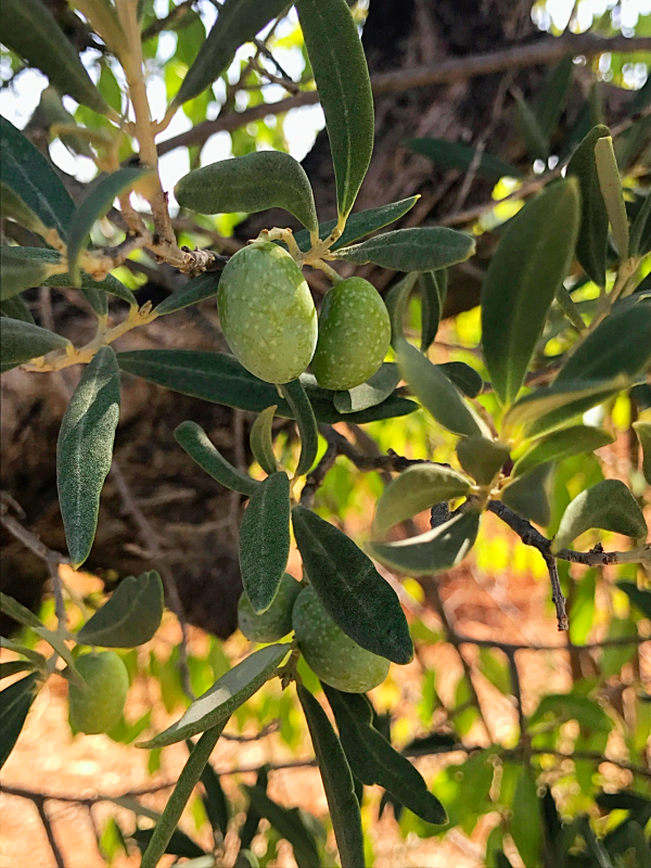 lunch, Provence, Corey Amaro