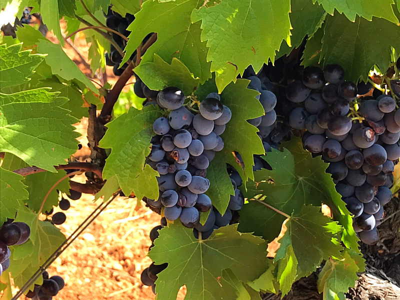 lunch, Provence, Corey Amaro