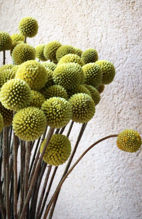 flowers in France, French decor, cassis, corey amaro, living in france