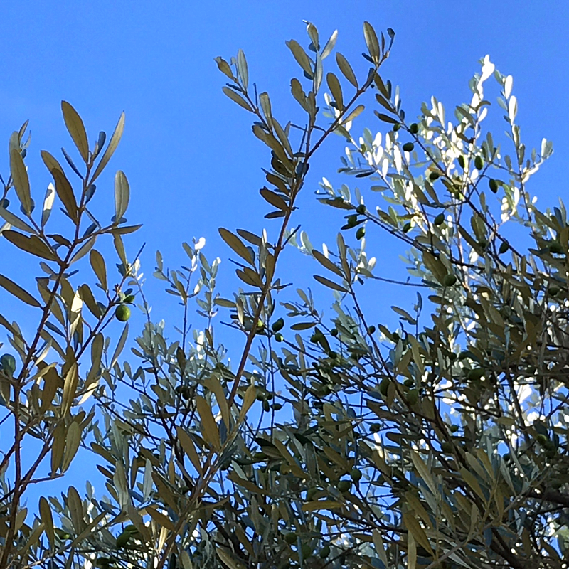 olive trees in France