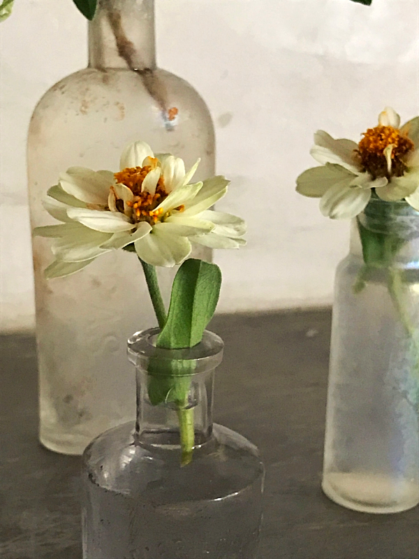 Zinnias in old bottles