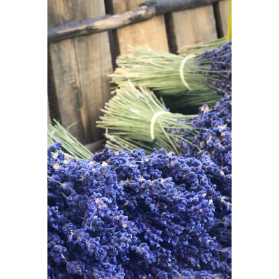 French provence French provence