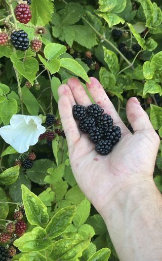 blackberries