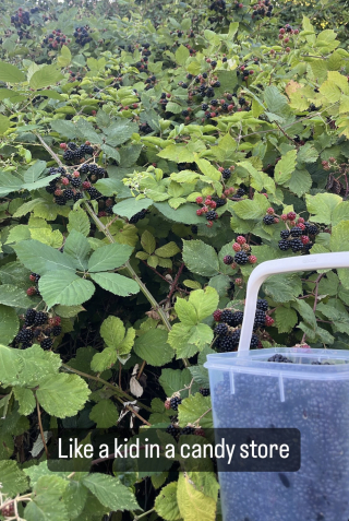 blackberries