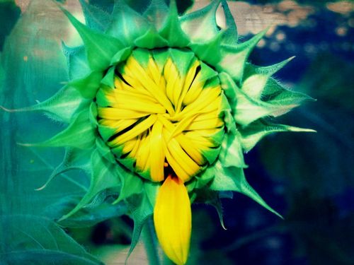 Sunflower petal
