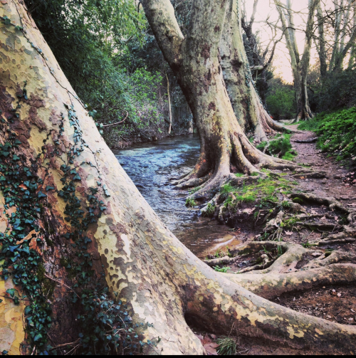 trees