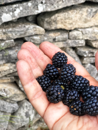 blackberries blackberries