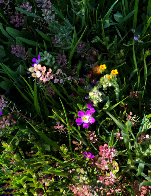 spring and now snow