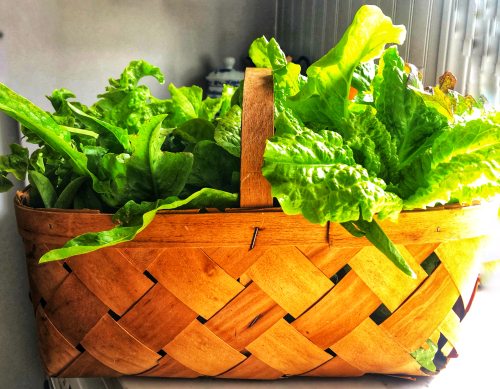 The Best Nicoise Salad The Best Nicoise Salad