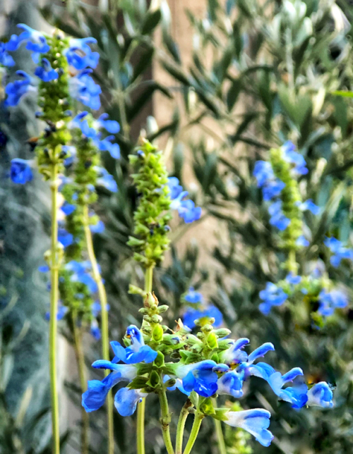 A Flower a Day Corey AMARO A Flower a Day Corey AMARO