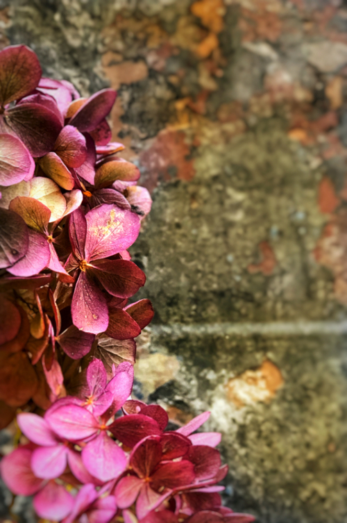 A Flower a Day Corey AMARO A Flower a Day Corey AMARO