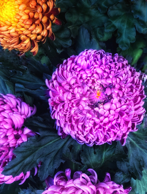 A Flower a Day Corey AMARO A Flower a Day Corey AMARO