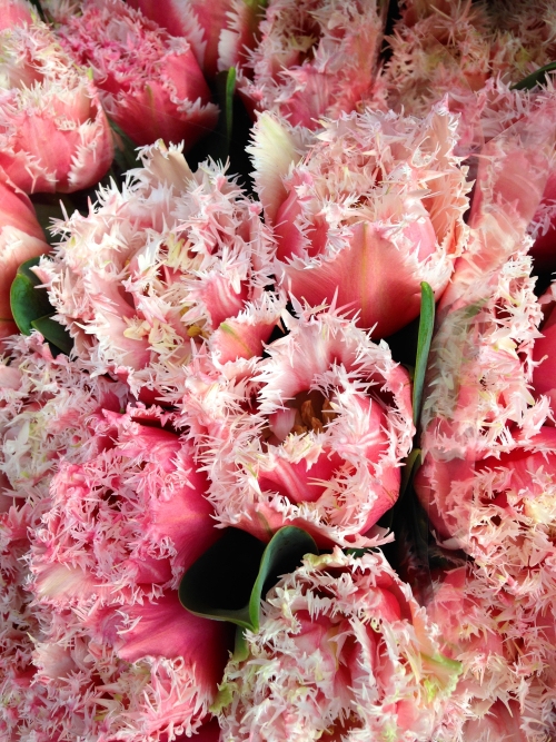 A Flower a Day Corey AMARO A Flower a Day Corey AMARO