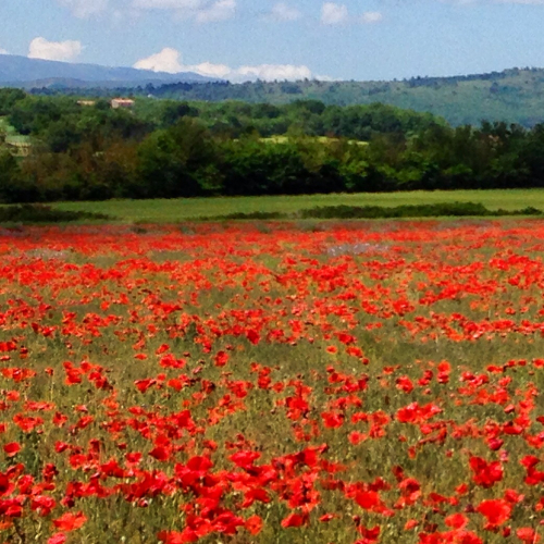 A Flower a Day Corey AMARO A Flower a Day Corey AMARO