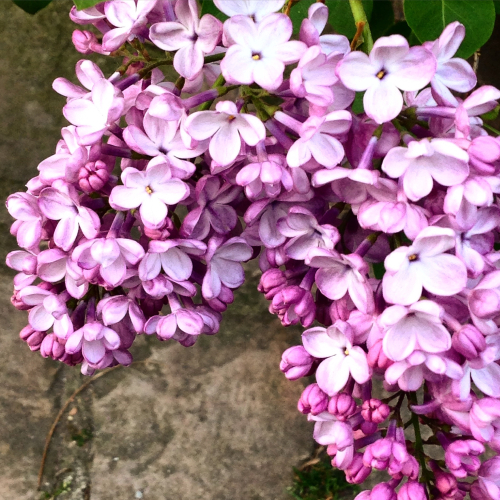 A Flower a Day Corey AMARO A Flower a Day Corey AMARO