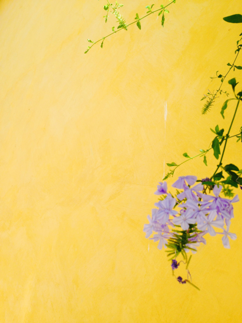 A Flower a Day Corey AMARO A Flower a Day Corey AMARO