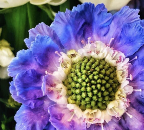 A Flower a Day Corey AMARO A Flower a Day Corey AMARO