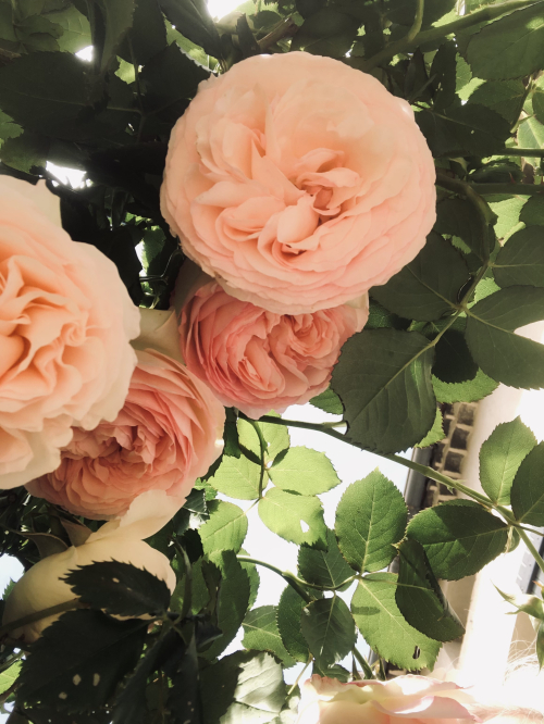 E85E5A02-E9C3-47AF-A798-65FF1D88520A 1A6DB6F4-8E02-40E1-91C8-407A448C93FC