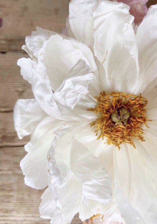 37BF478C-74F3-4D51-BC77-436EE7F2BCCC 37BF478C-74F3-4D51-BC77-436EE7F2BCCC