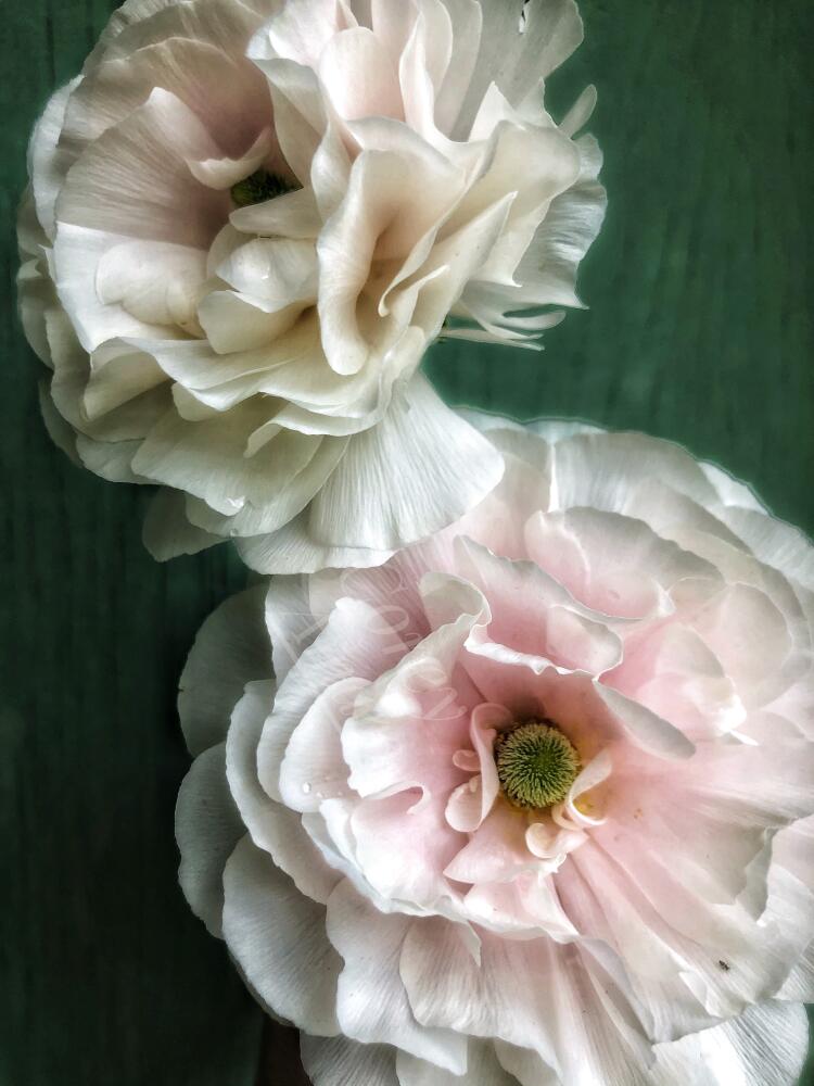 corey amaro flower lesson