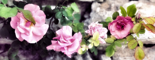 corey amaro french la vie. corey amaro french la vie.