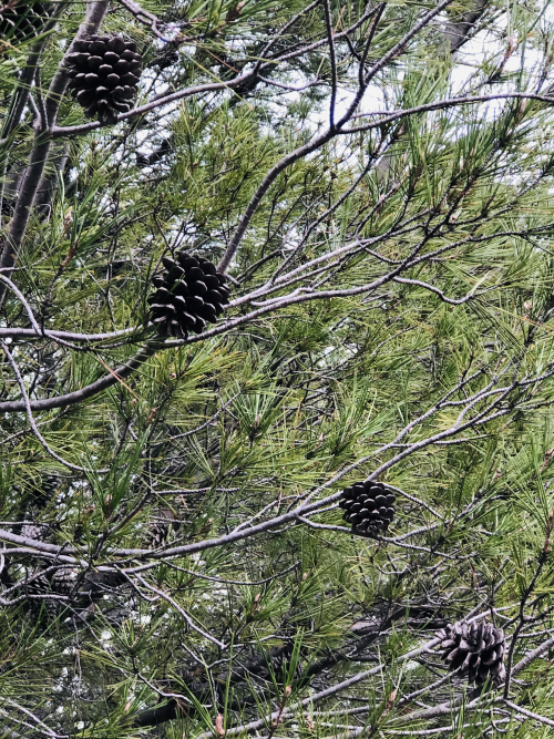 pine cone scented air pine cone scented air