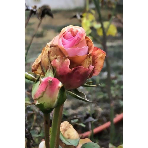 6FED050A-43DA-4211-8A57-829C82FDD6DC 6FED050A-43DA-4211-8A57-829C82FDD6DC