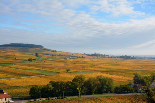 Frank Burgundy Frank Burgundy