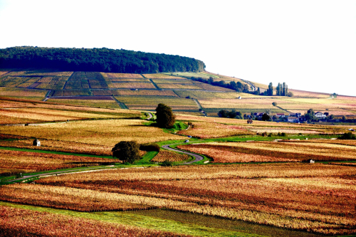 Frank Burgundy Frank Burgundy