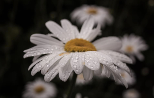 F7185C82-5D37-437F-ACA9-71CBBF06010A F7185C82-5D37-437F-ACA9-71CBBF06010A