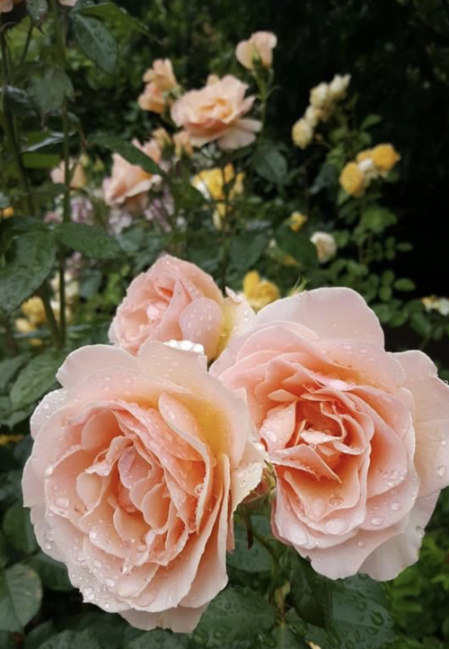 5631CF4C-1744-406C-81B0-6D00F9F29C96 5631CF4C-1744-406C-81B0-6D00F9F29C96