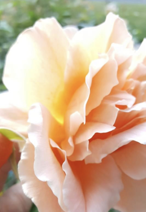 A43DD051-302F-4E53-BAF7-A50E554D3395 A43DD051-302F-4E53-BAF7-A50E554D3395