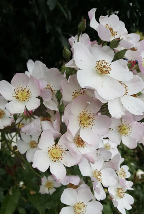 549FDEAB-1101-4788-965A-0342041EBA4C 549FDEAB-1101-4788-965A-0342041EBA4C