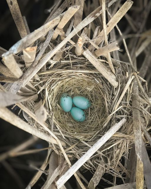 Photo for sale 5. Nest 2020 Photo for sale 5. Nest 2020