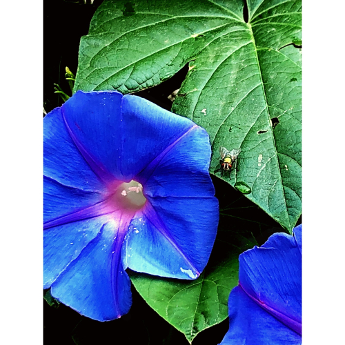 BC0D62D6-5C2C-4FDB-AFC2-3878F00E2BD8 BC0D62D6-5C2C-4FDB-AFC2-3878F00E2BD8