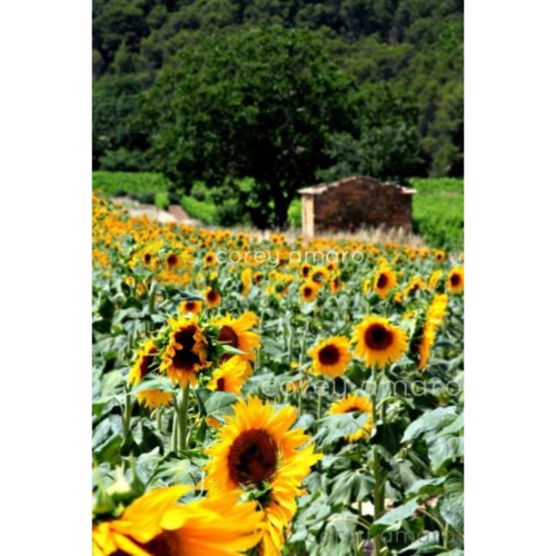 FBD5BE4A-CC81-4A6D-B5BE-AB448F9B0B0D F2B87AD6-77A1-4507-9365-49AAE5A5AEBE